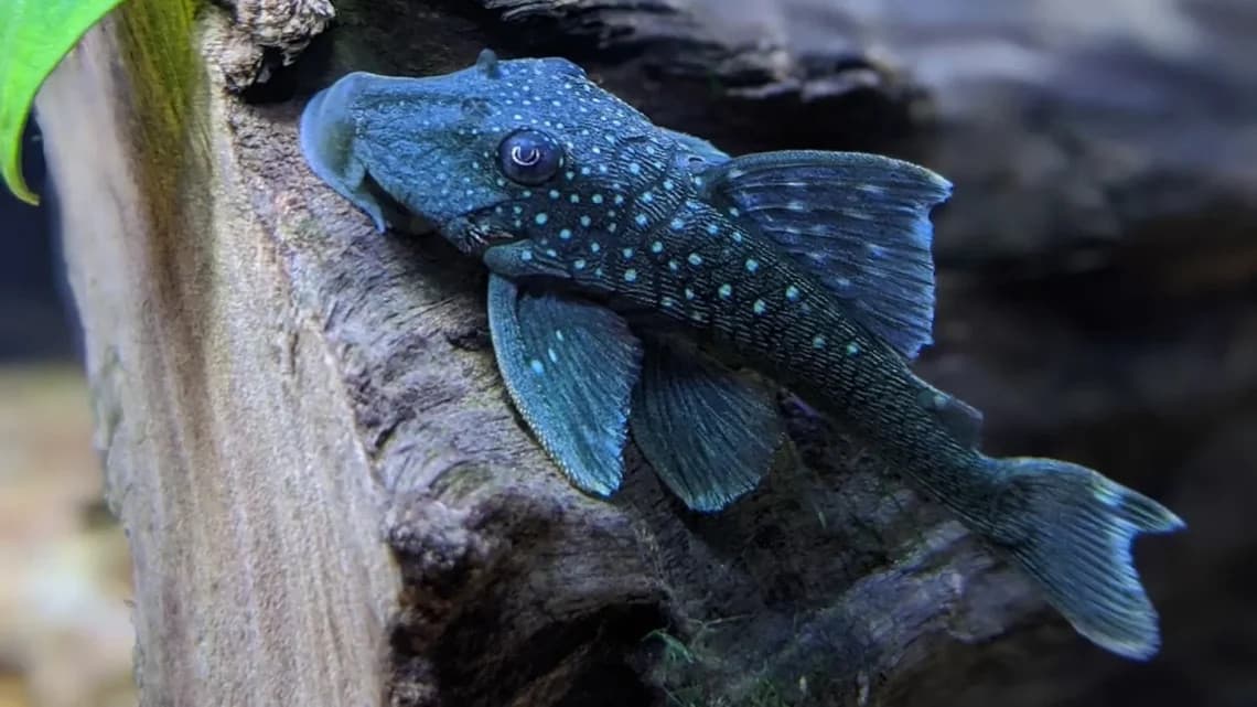 L128 Blue Phantom Pleco