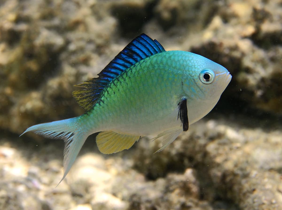 Green Chromis