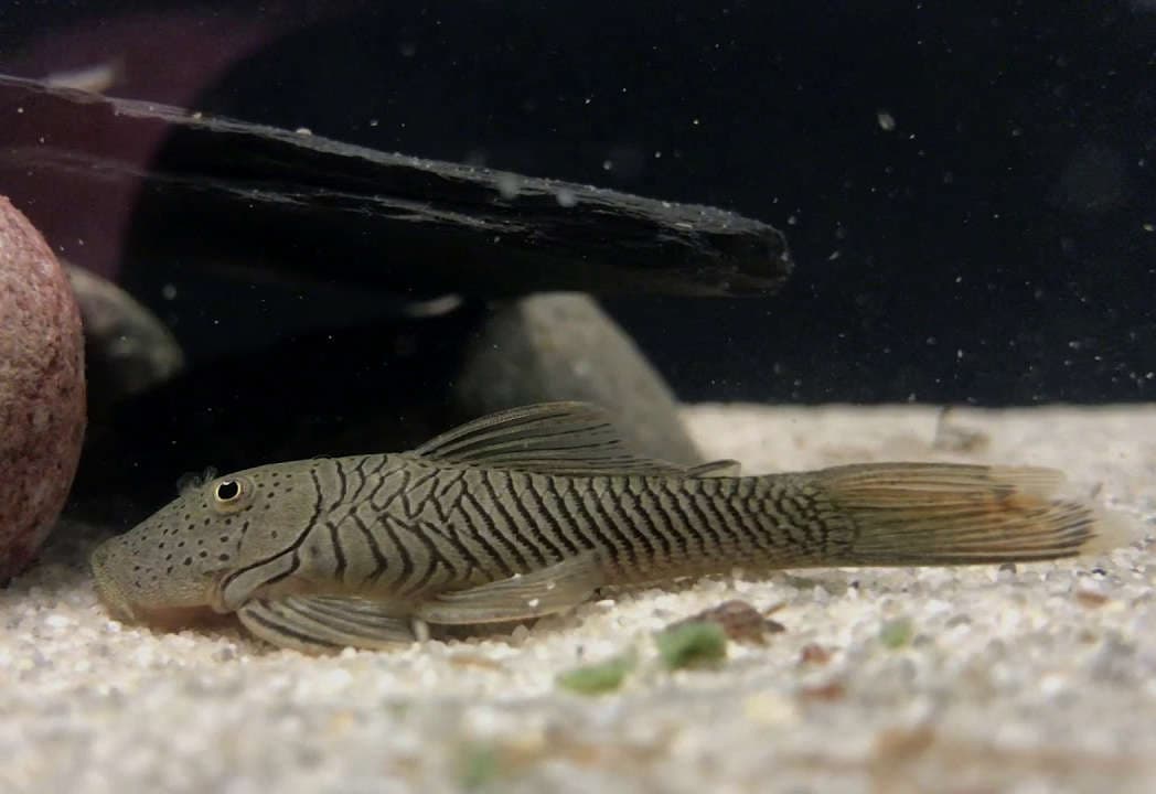 L187b Bulldog Pleco