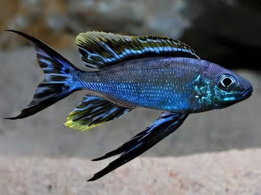 Featherfin Cichlid