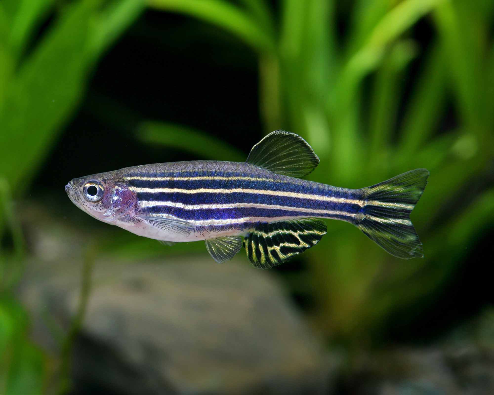 Zebra Danio