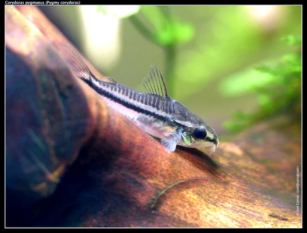 Pygmy Corydoras