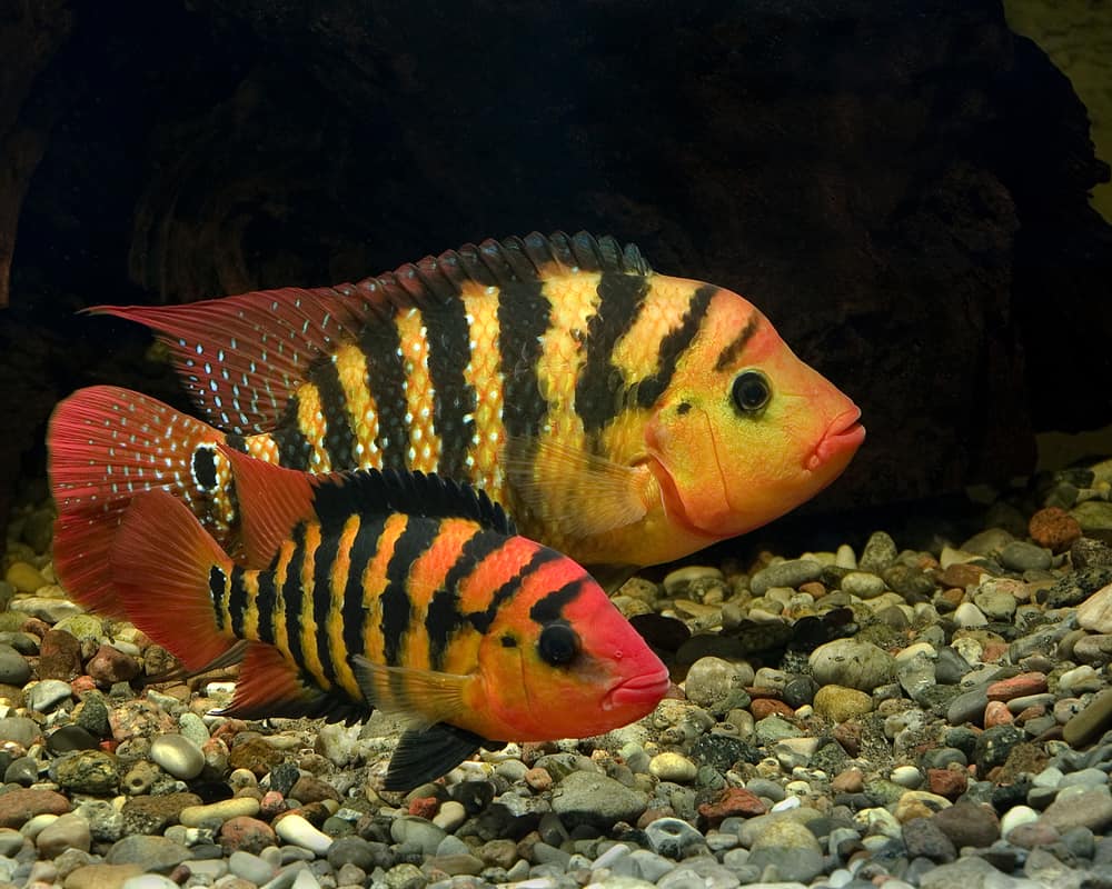 Red Terror Cichlid