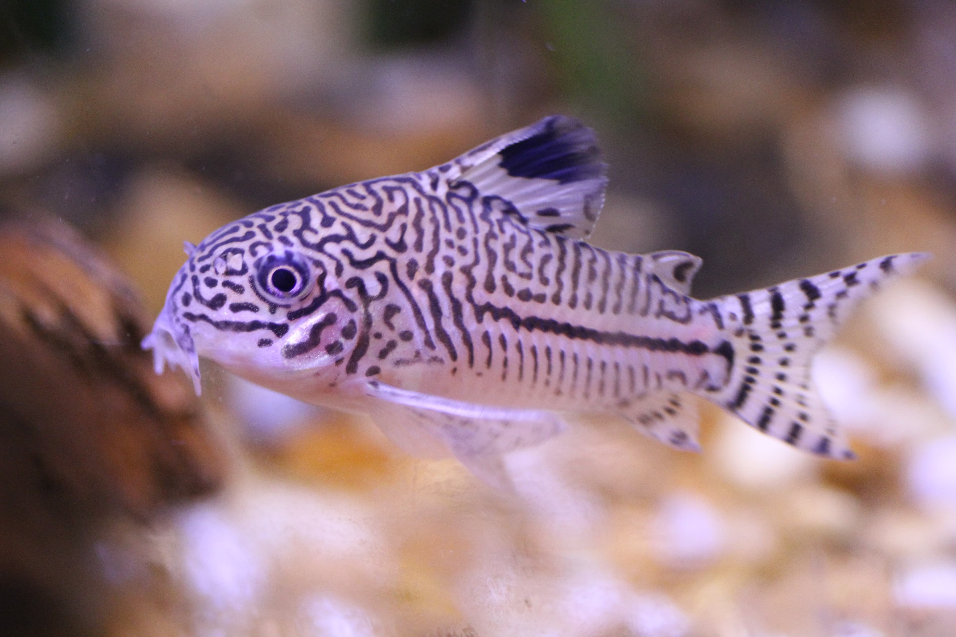 False Julii Corydoras
