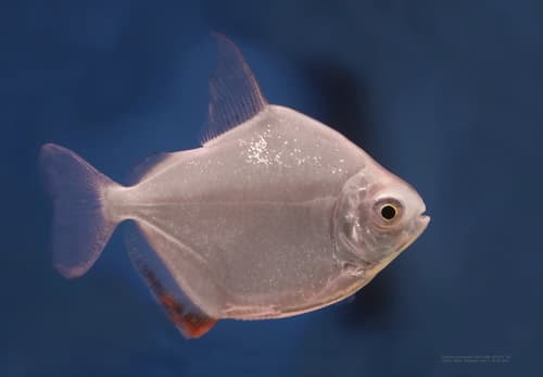Silver Dollar