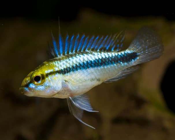 Three-Stripe Dwarf Cichlid