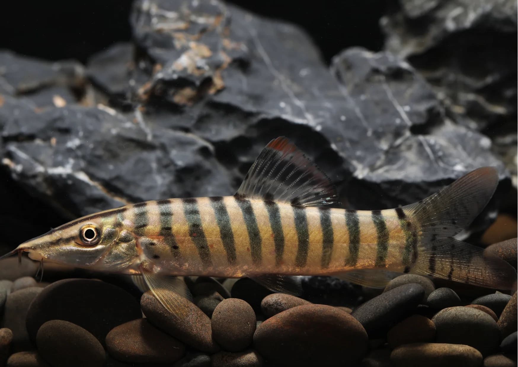 Tiger Loach