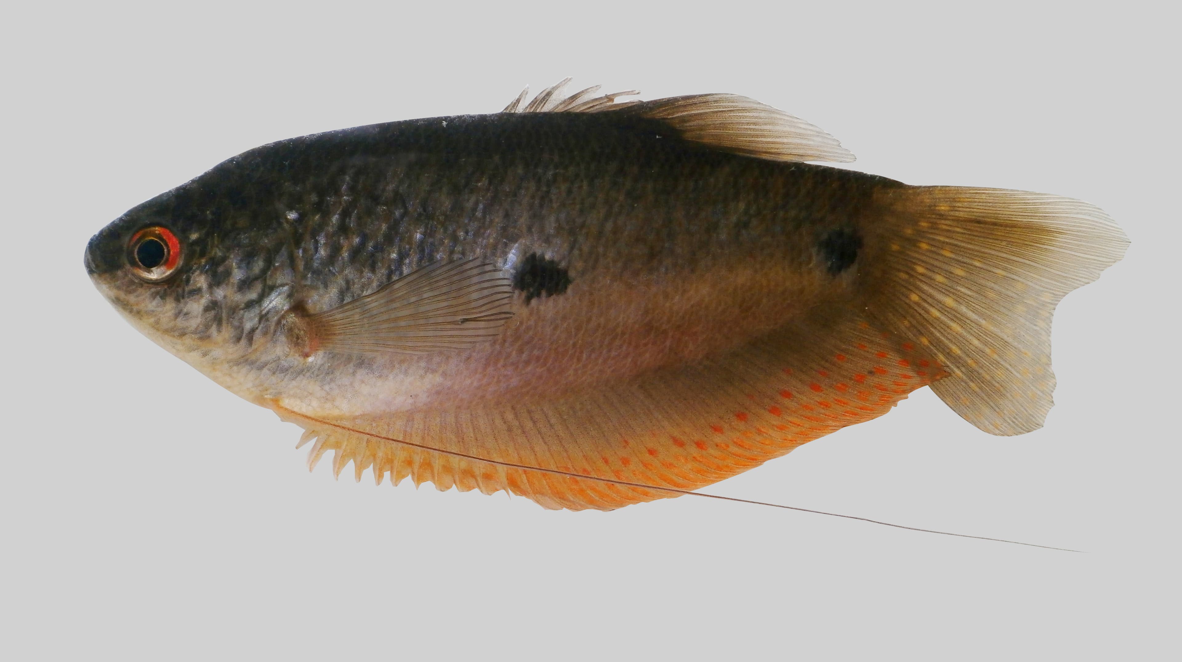 Three Spot Gourami (Trichopodus trichopterus)
