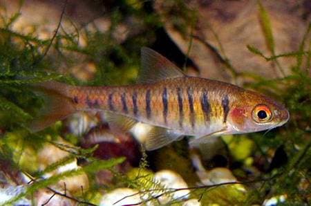 African Banded Barb