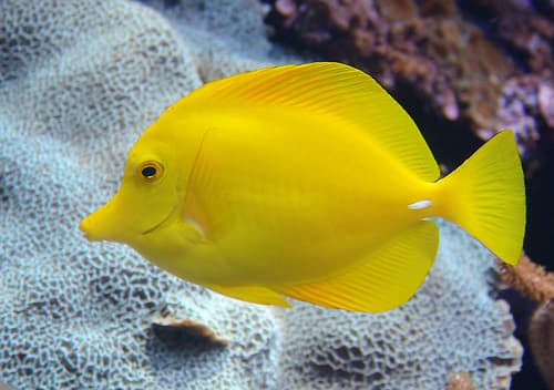 Yellow Tang