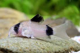 Panda Corydoras