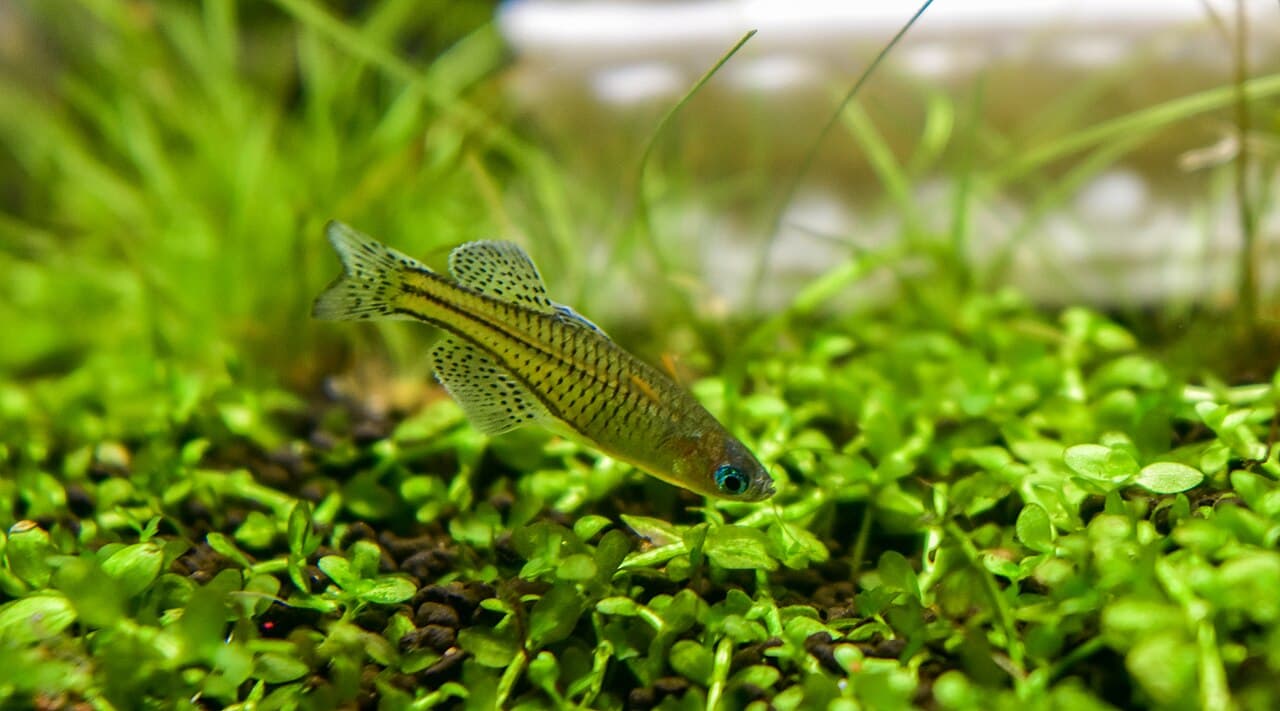 Gertrude's Spotted Blue-eye (Pseudomugil gertrudae)