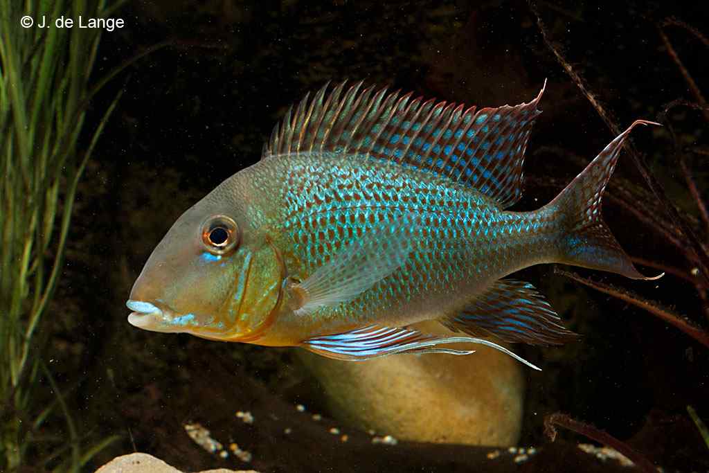 Geophagus Altifrons