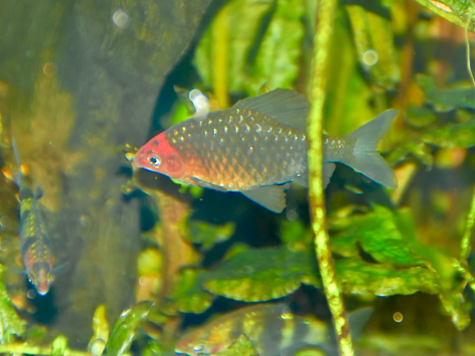 Pethia nigrofasciata