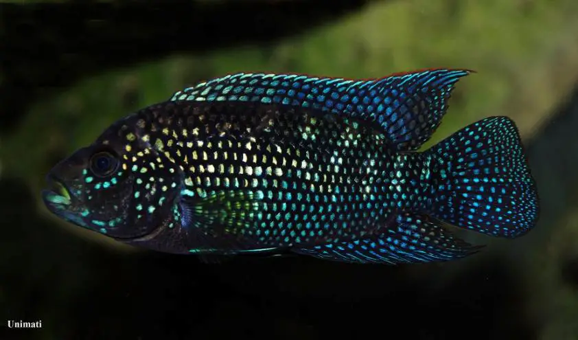 Jack Dempsey Cichlid