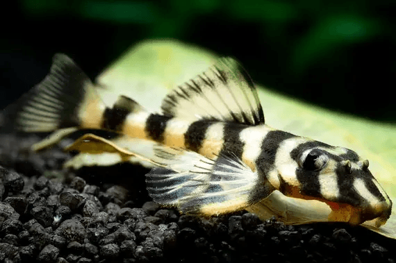 L168 Butterfly Pleco