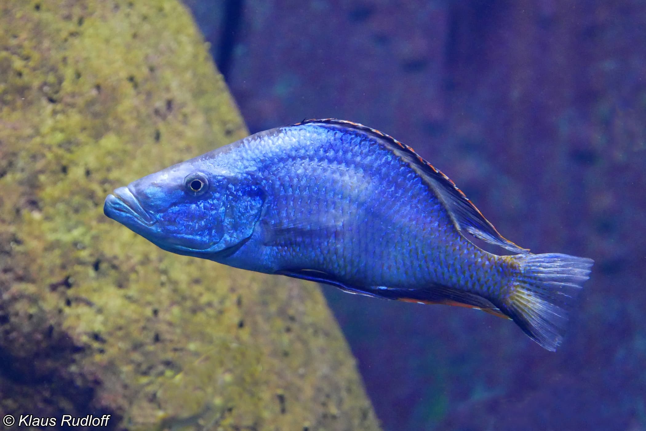 Malawi Trout Cichlid
