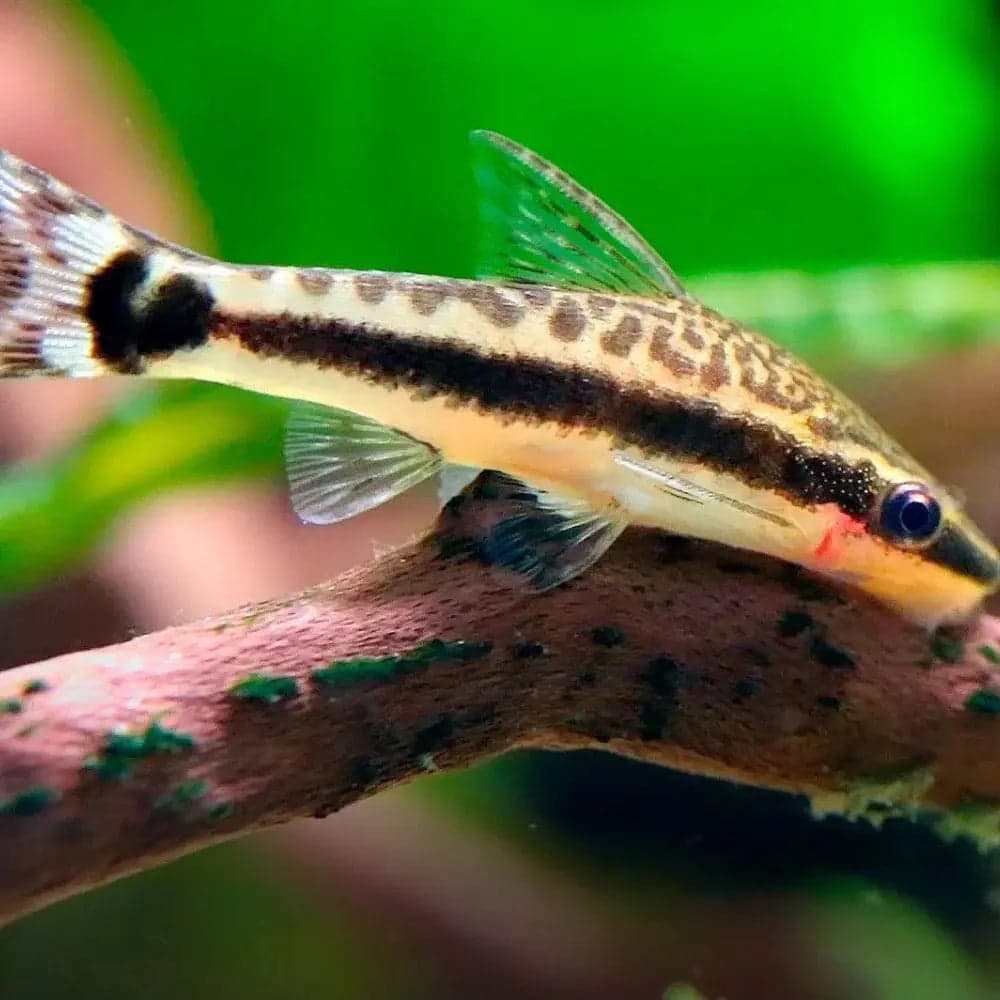 Otocinclus Catfish