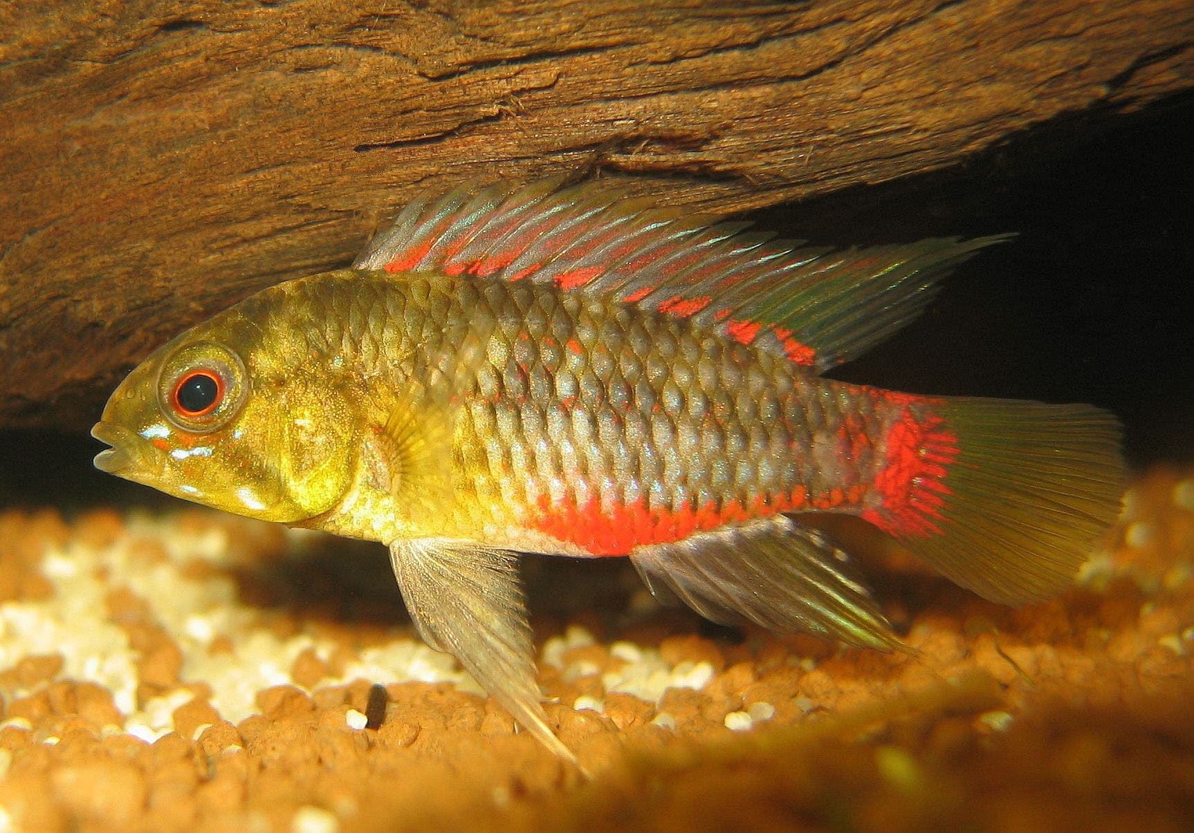 Hongsloi Dwarf Cichlid