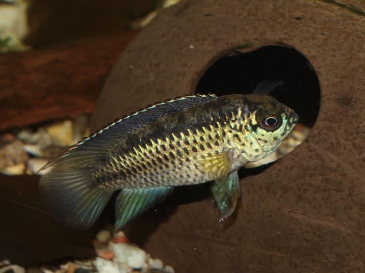 Goldeneye Dwarf Cichlid