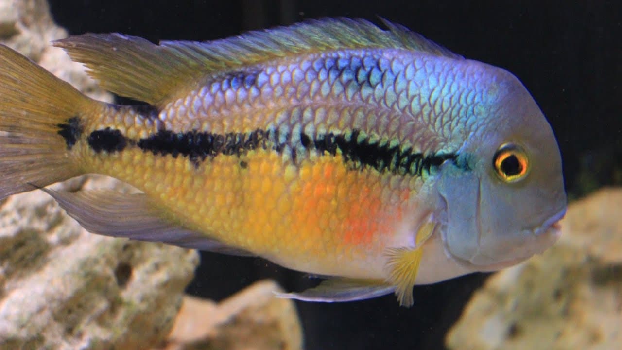 Nicaragua Cichlid