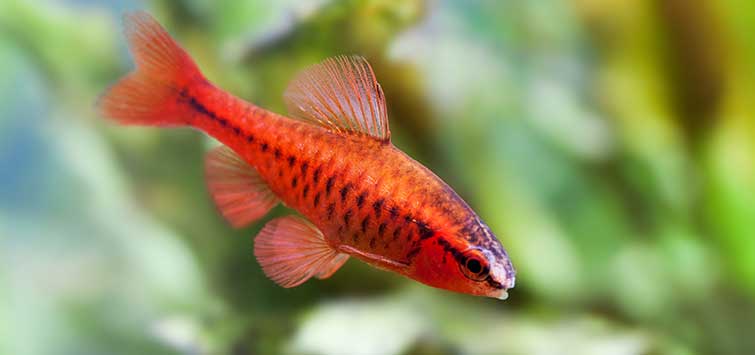 Cherry Barb