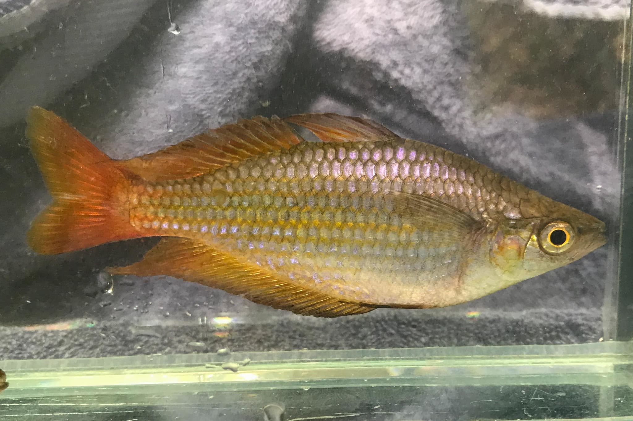 Eastern Rainbowfish (Melanotaenia splendida)