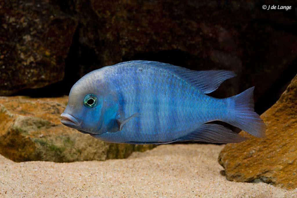 Moori Dolphin Cichlid