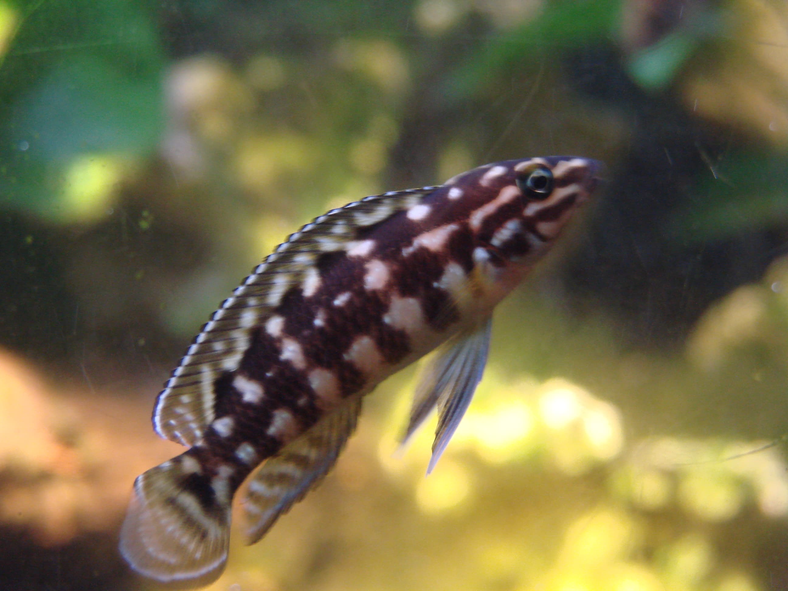 Marlieri Cichlid