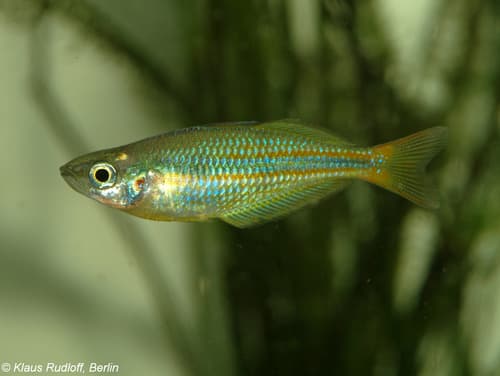 Lake Tebera Rainbowfish