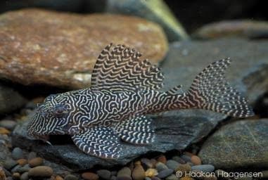 L260 Queen Arabesque Pleco