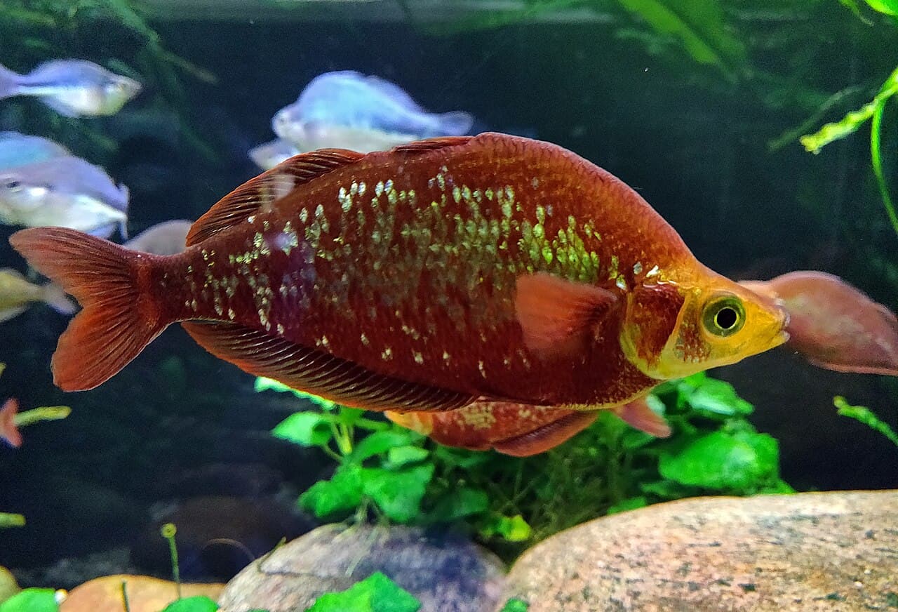 Red Rainbowfish (Glossolepis incisus)