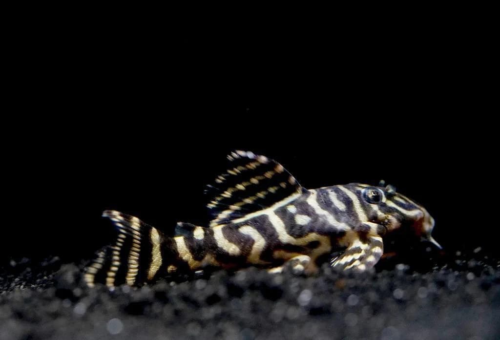 L340 Mega Clown Pleco