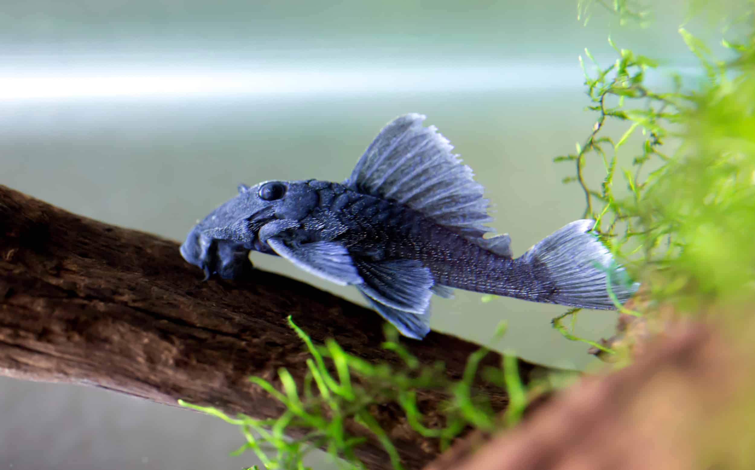 L239 Blue Panaque Pleco