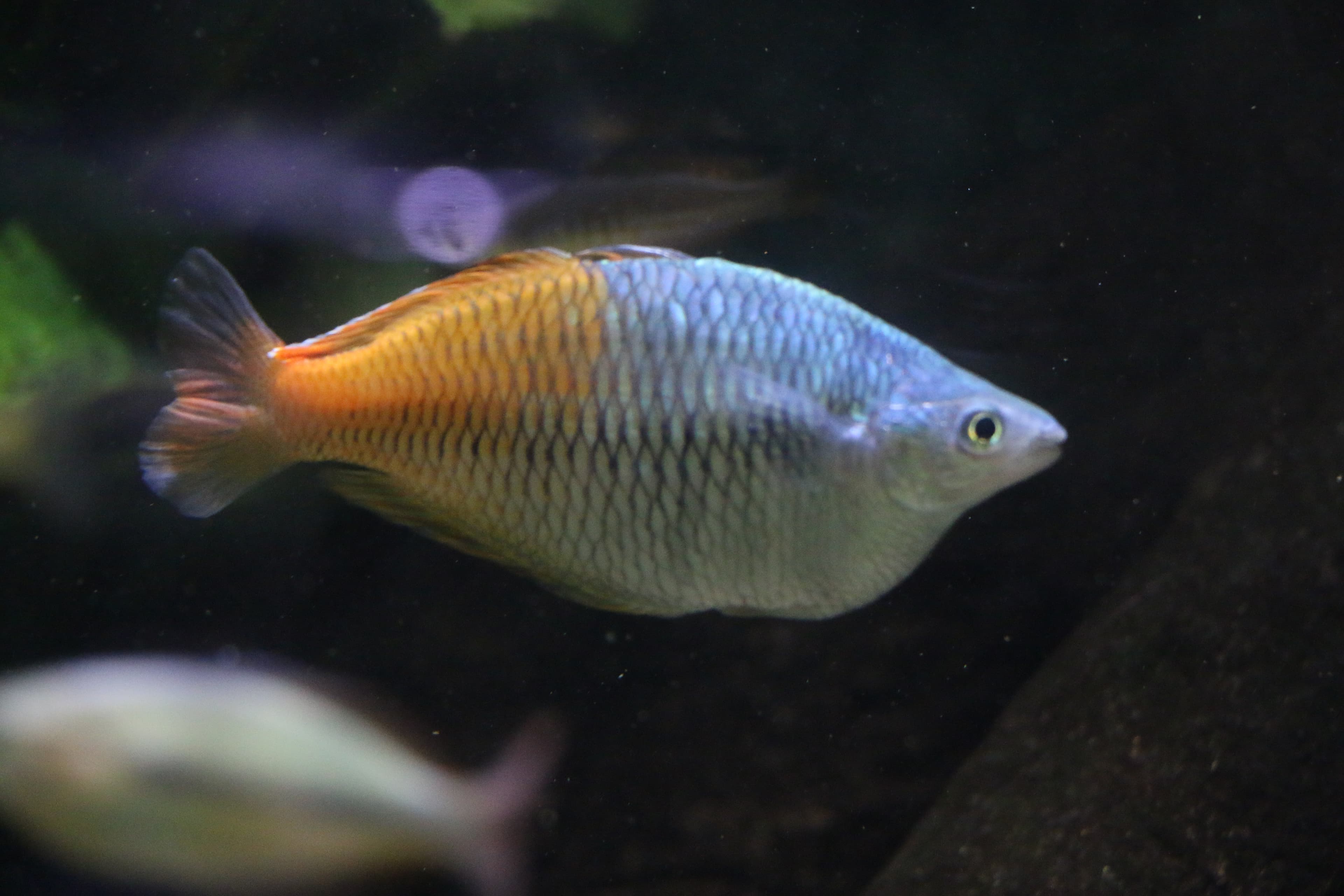 Boesemani Rainbowfish