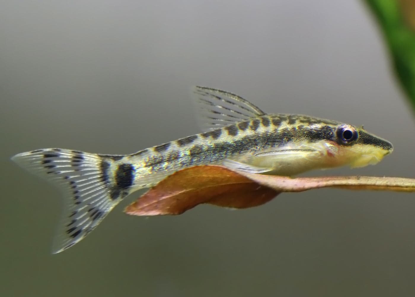 Otocinclus Catfish