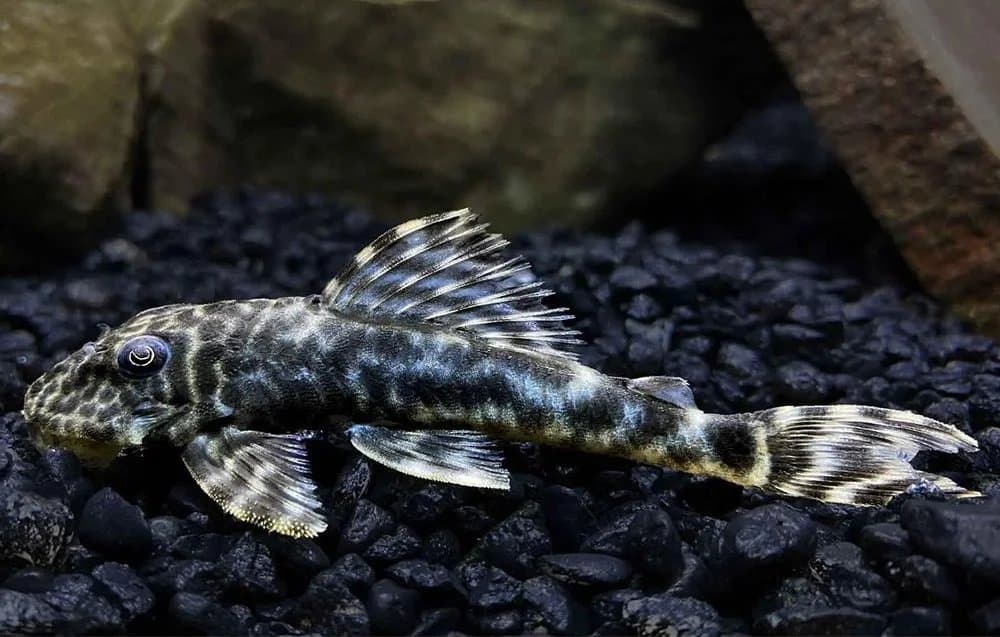 L127 Mottled False Zebra Pleco