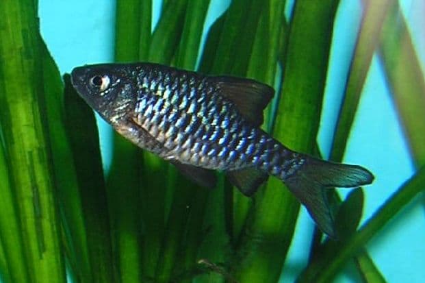 Oliotius oligolepis