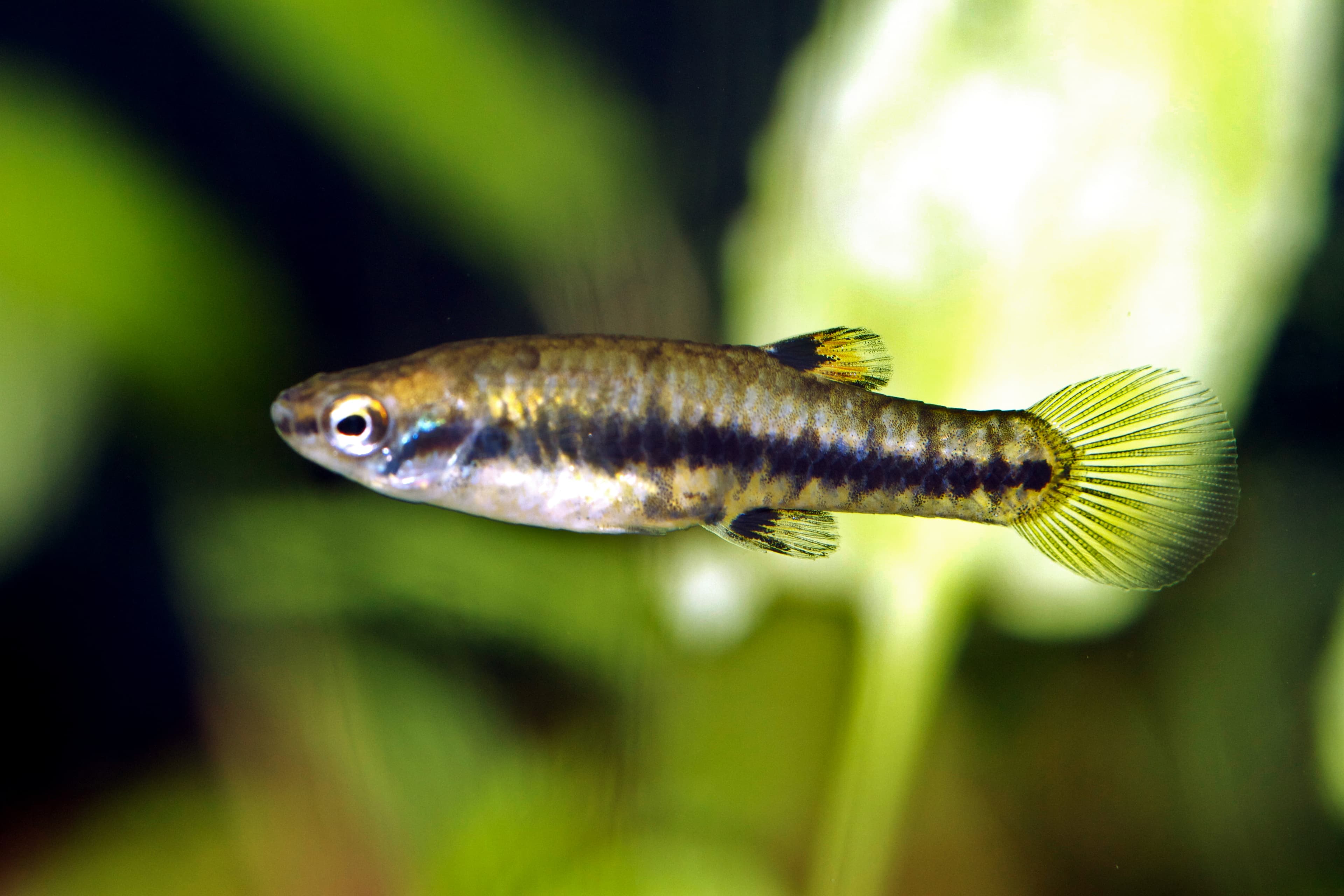 Least Killifish