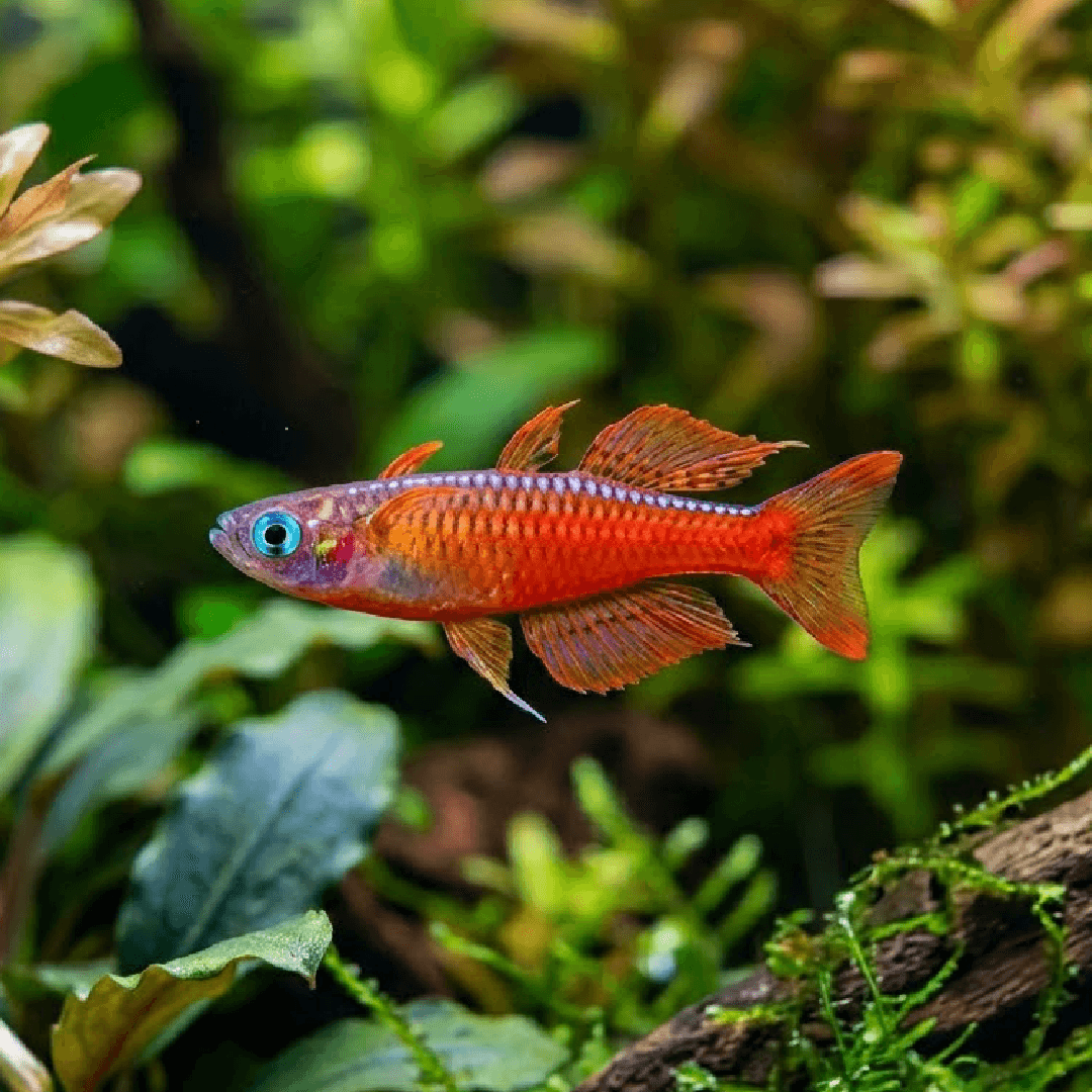 Red Neon Blue-eye