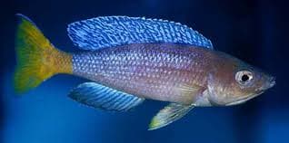 Sardine Cichlid