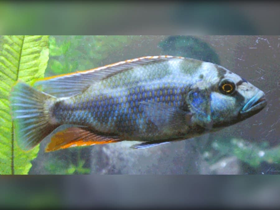 Livingstoni Cichlid