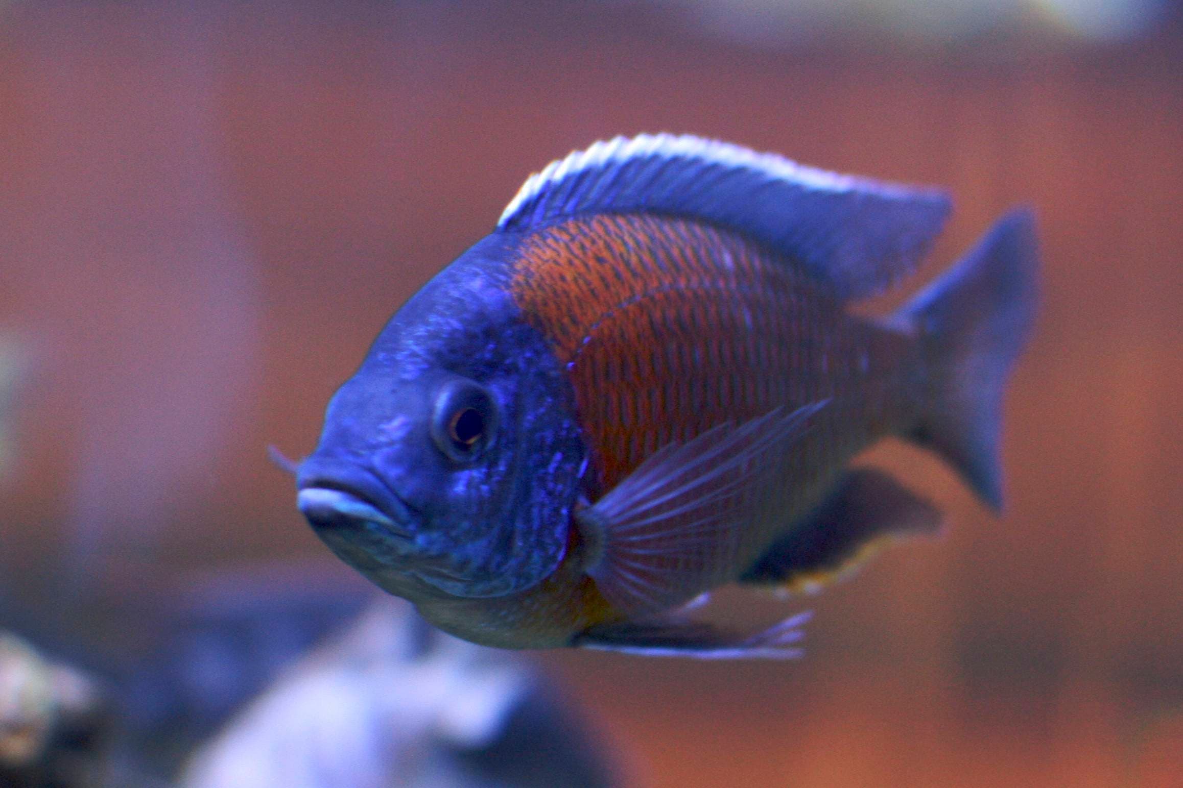 Red Fin Borleyi Cichlid