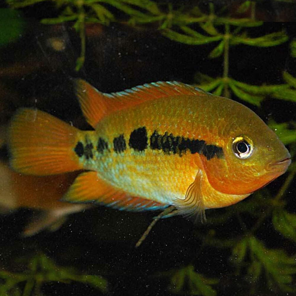Rainbow Cichlid