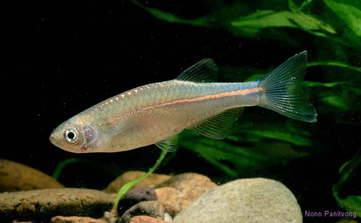 Pearl Danio