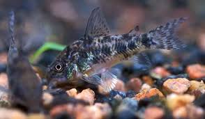Peppered Corydoras