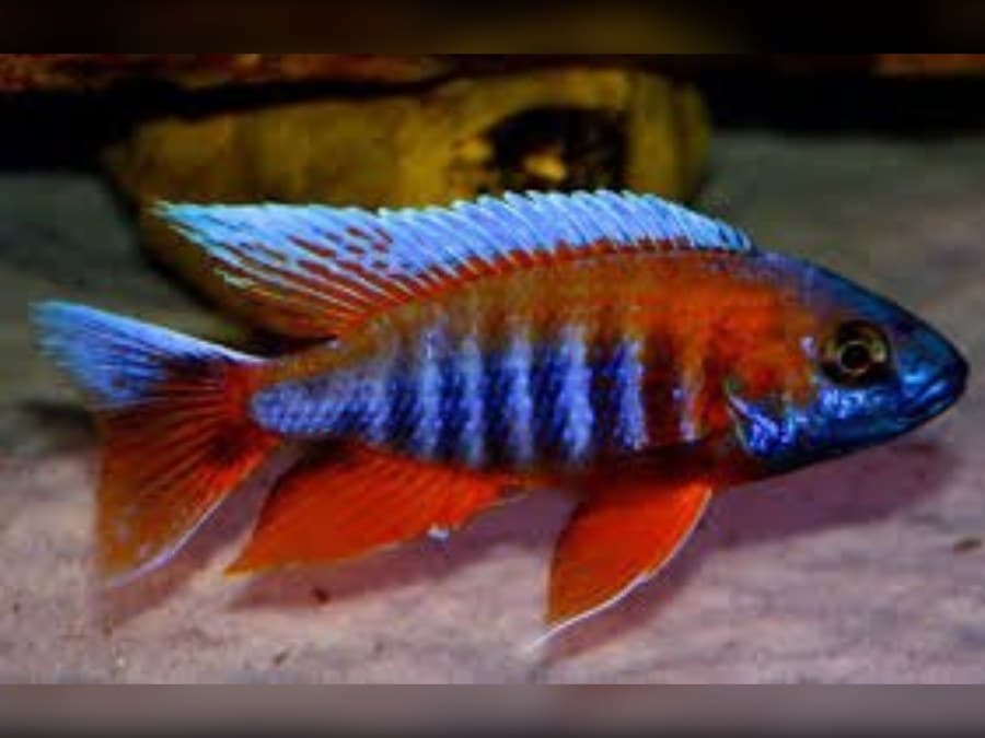 Eureka Peacock Cichlid