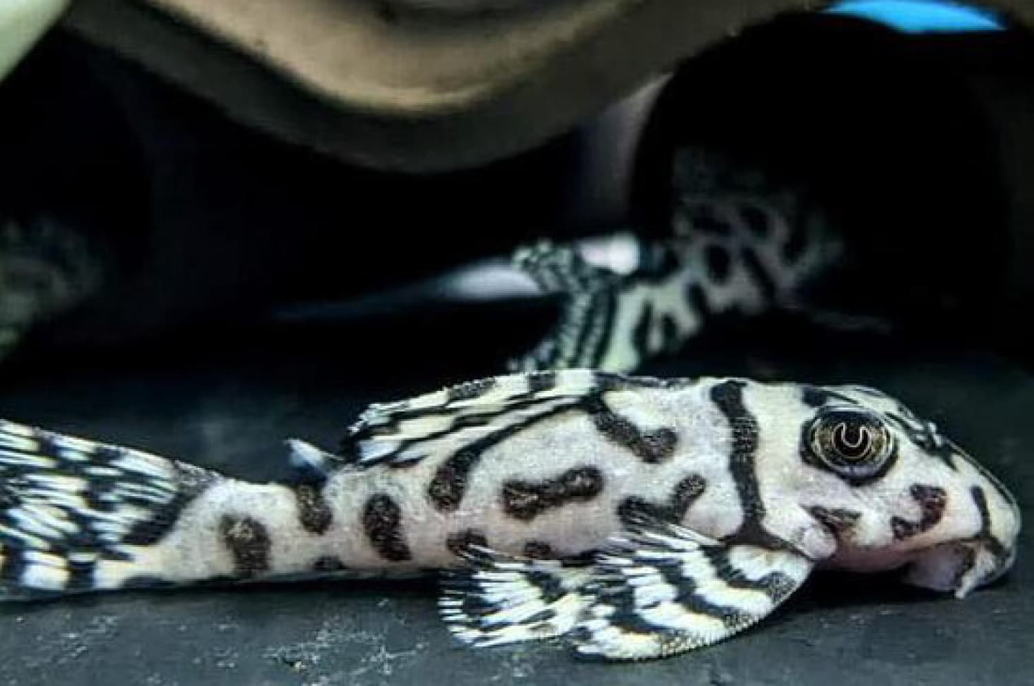 L236 Pleco