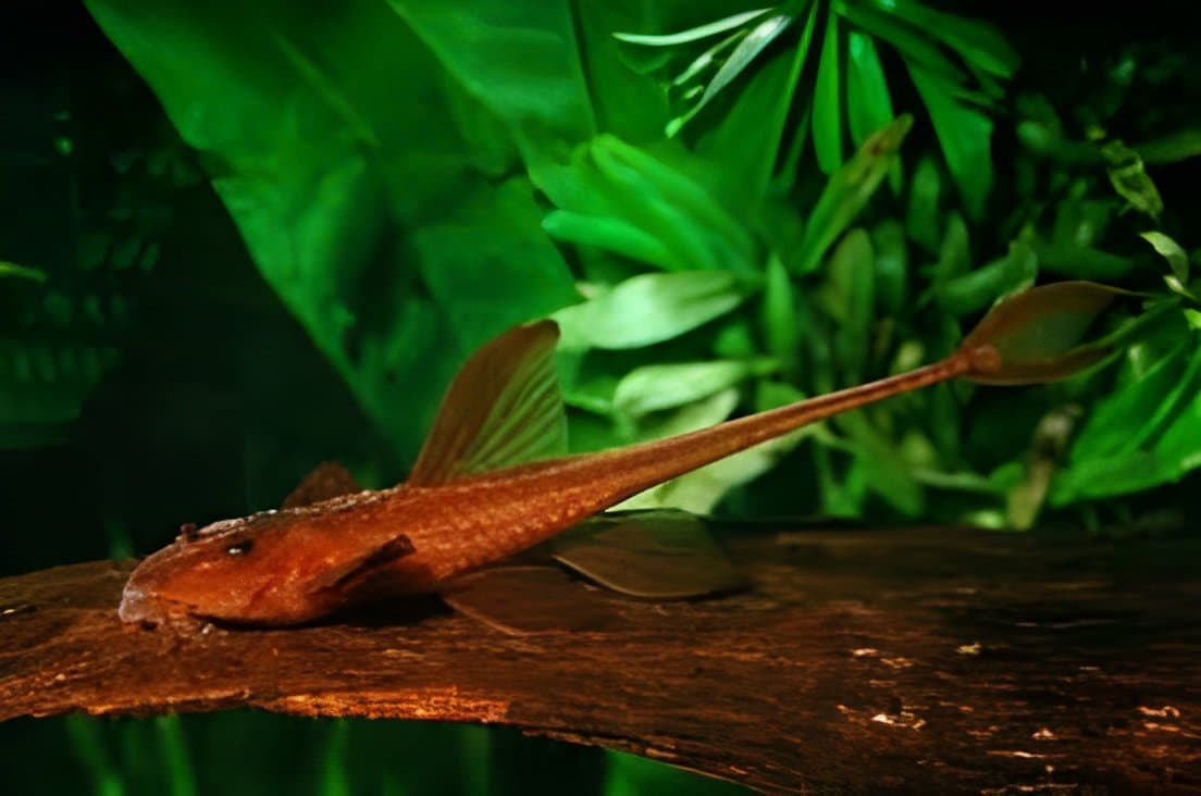 L010a Red Whiptail Catfish