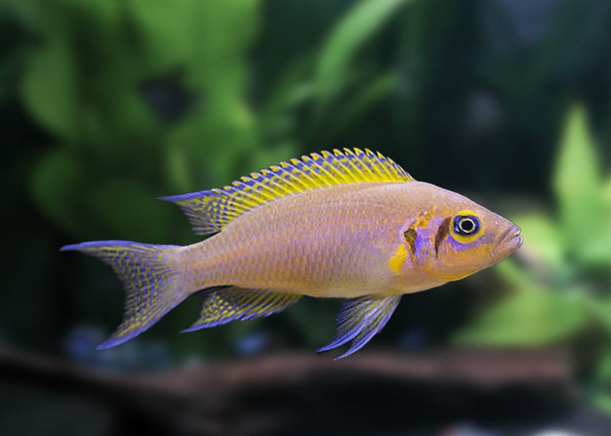Daffodil Cichlid